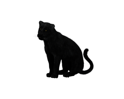 A Black Panther With Yellow Eyes