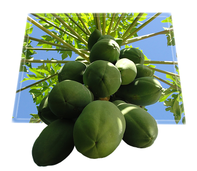 A Close-up Of A Papaya Tree