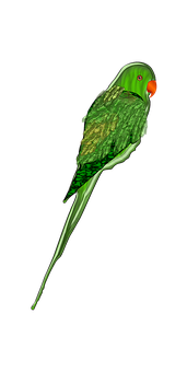 A Green Parrot With Orange Beak