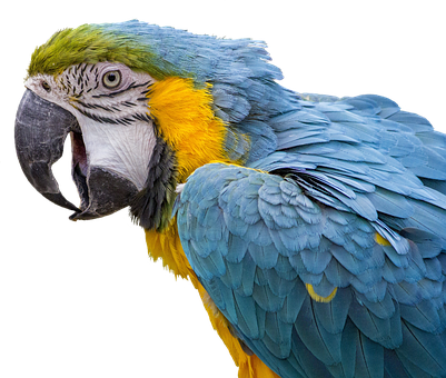 A Blue And Yellow Parrot With Black Background