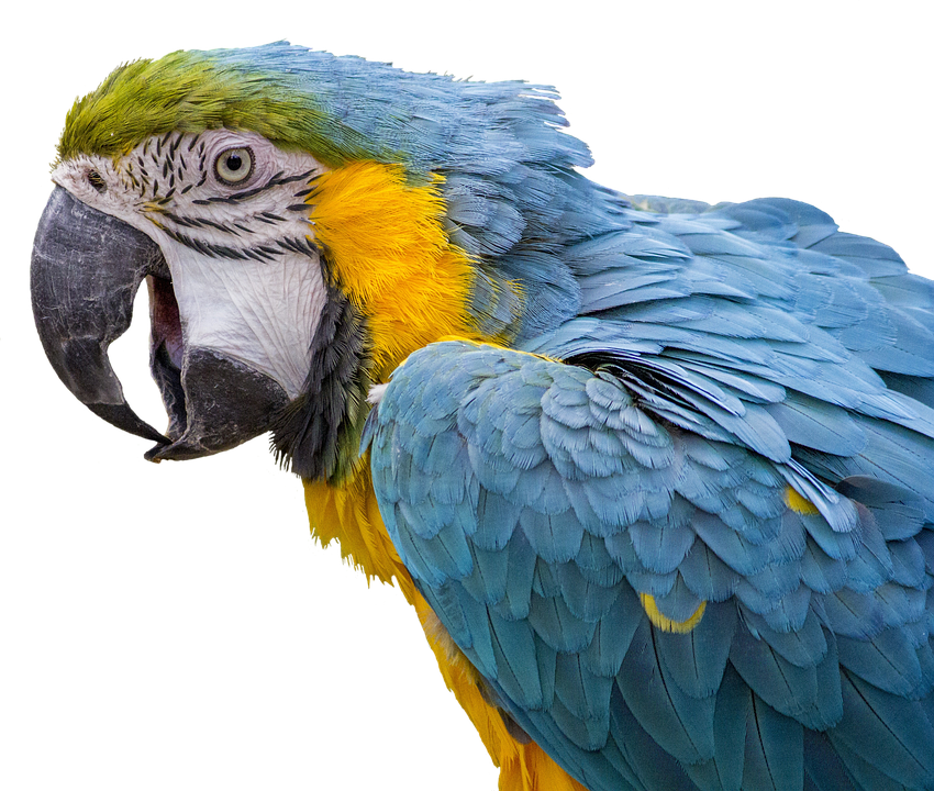 Parrot Png 850 X 720