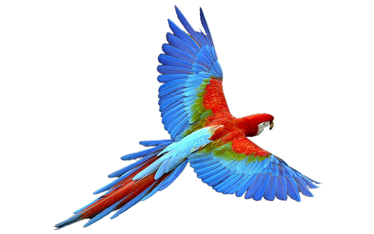 Parrot Png 544 X 340
