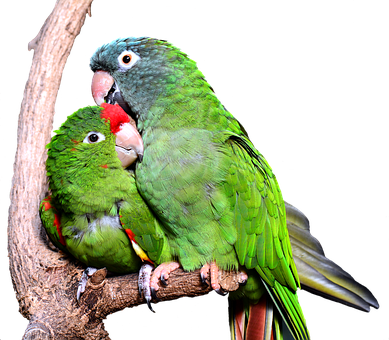 Parrot Png 389 X 340