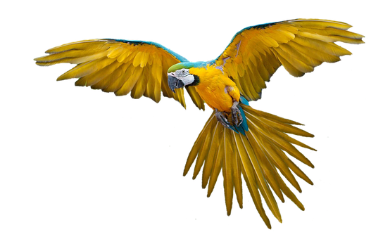 A Yellow And Blue Parrot Flying