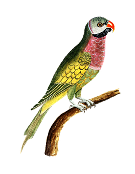 A Colorful Bird On A Branch