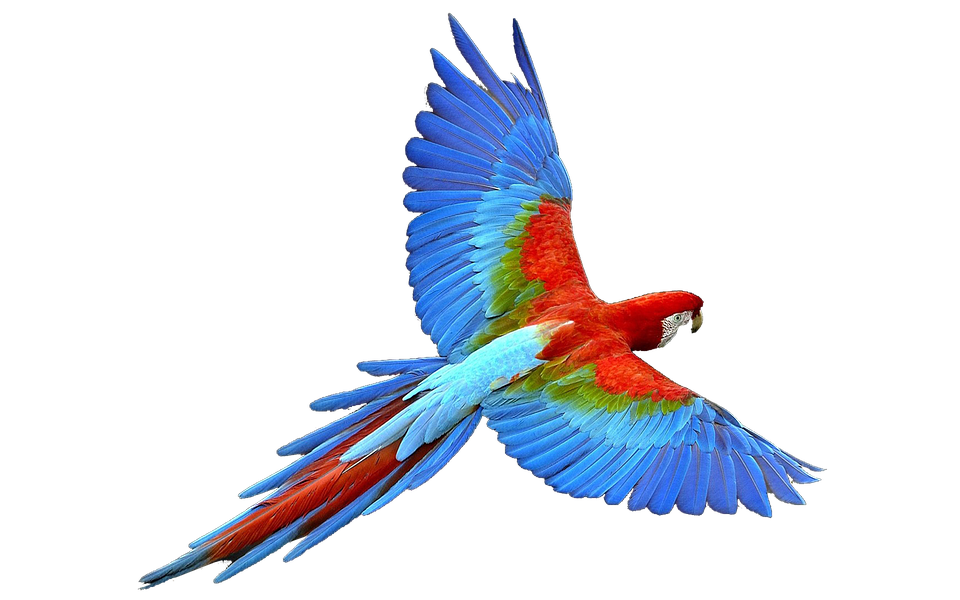 Parrot Png 960 X 600
