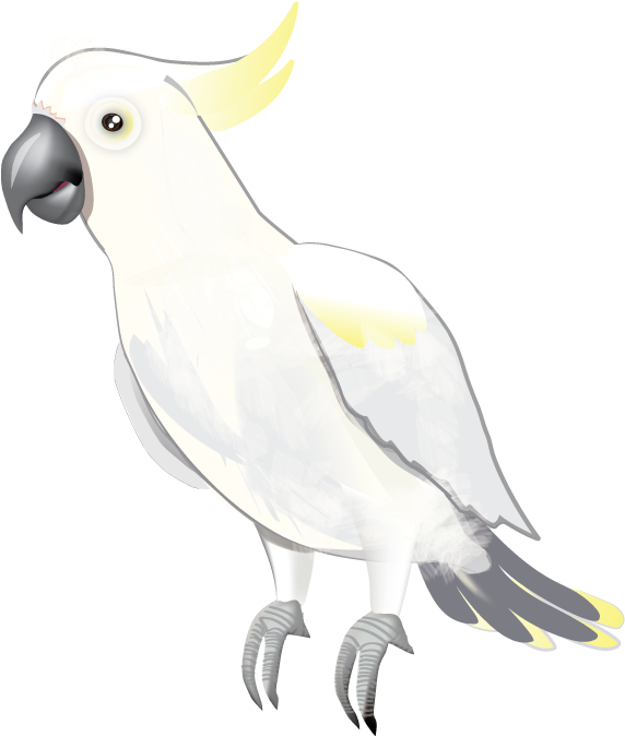 A White Bird With Yellow Beak
