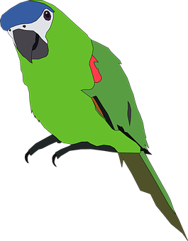 A Green Parrot With A Blue Hat