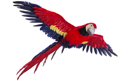 A Red And Blue Parrot Flying