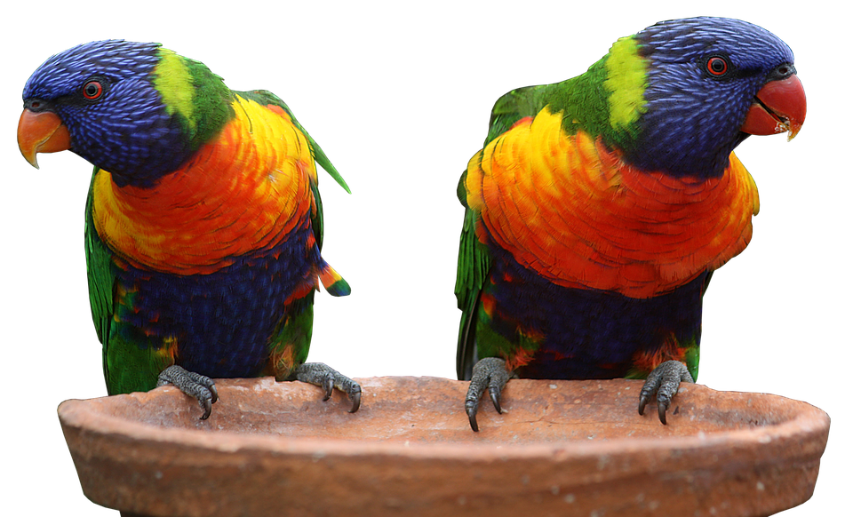 Parrot Png 960 X 582