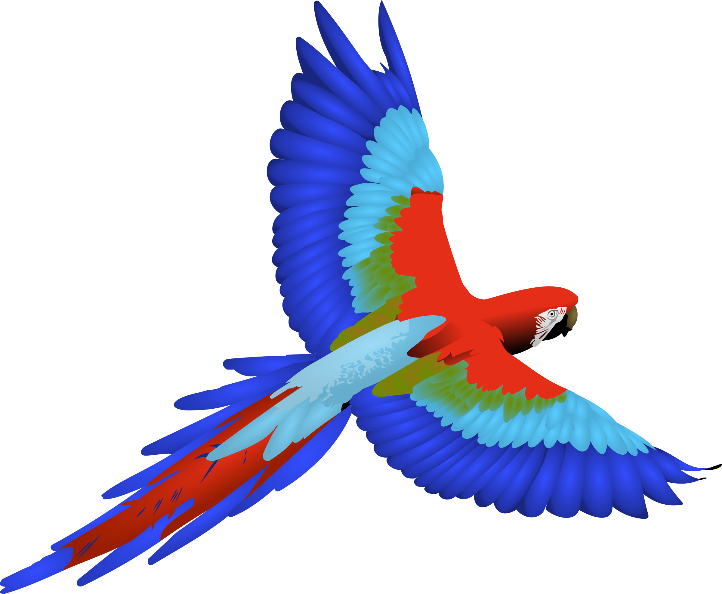 A Colorful Bird Flying In The Sky