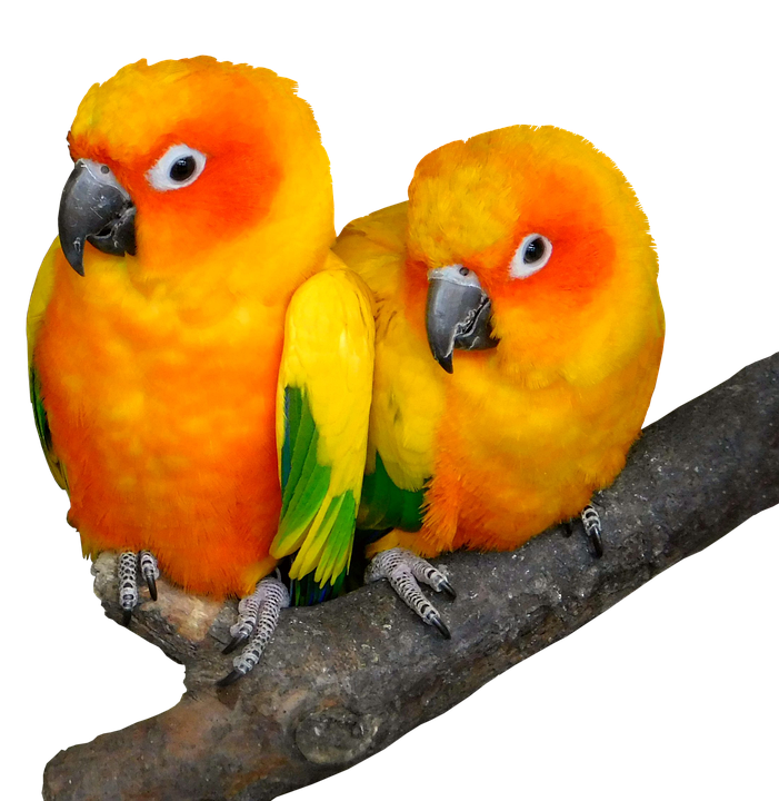 Parrot Png 701 X 720