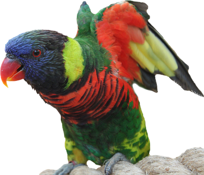 A Colorful Bird Standing On A Rope