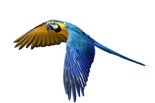 A Blue And Yellow Parrot Flying