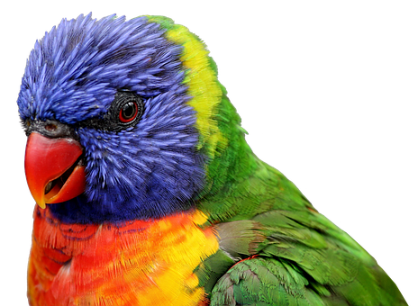 A Close Up Of A Colorful Bird