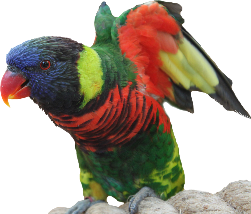 Parrot Png 843 X 720