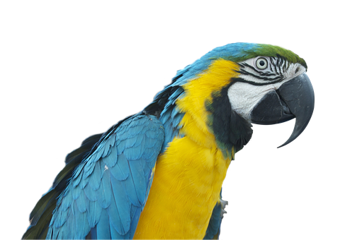 A Close Up Of A Parrot