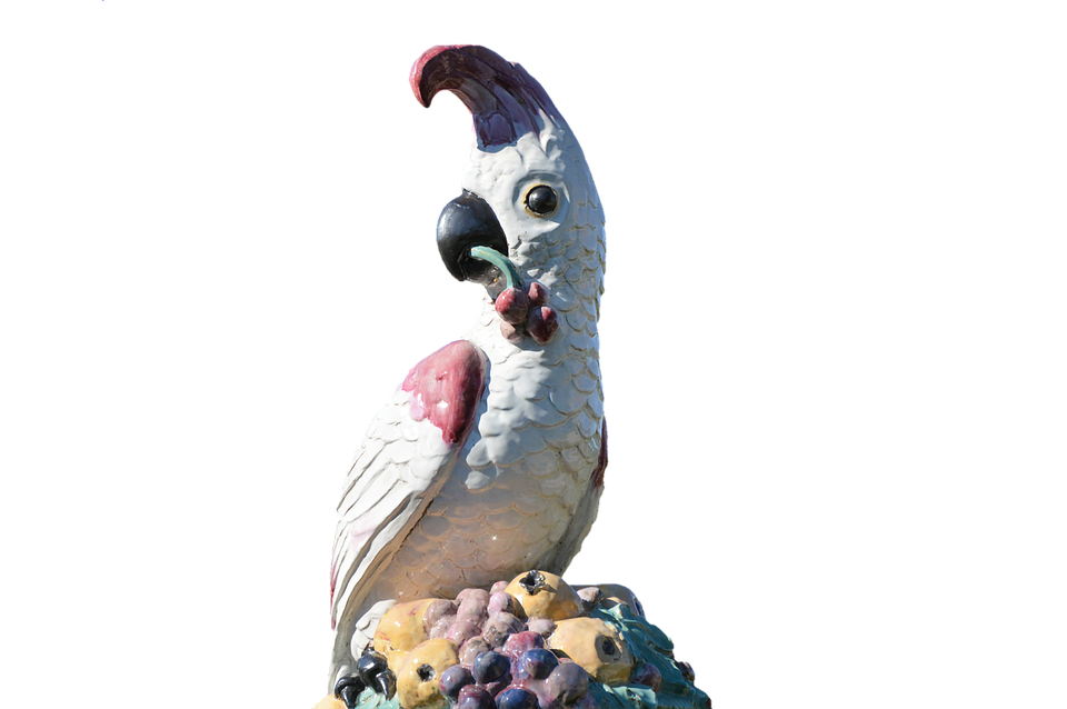 Parrot Png 960 X 638