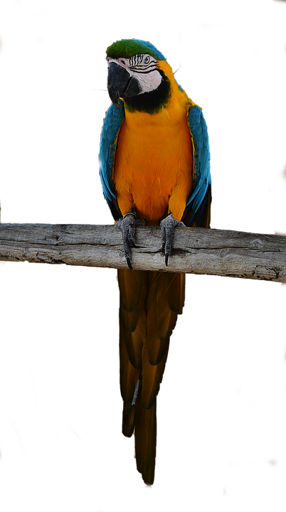 Parrot Png 402 X 720