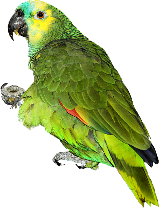 Parrot Png 552 X 720
