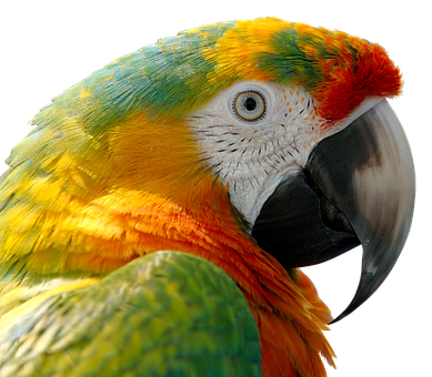A Close Up Of A Parrot