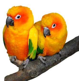 Parrot Png 331 X 340