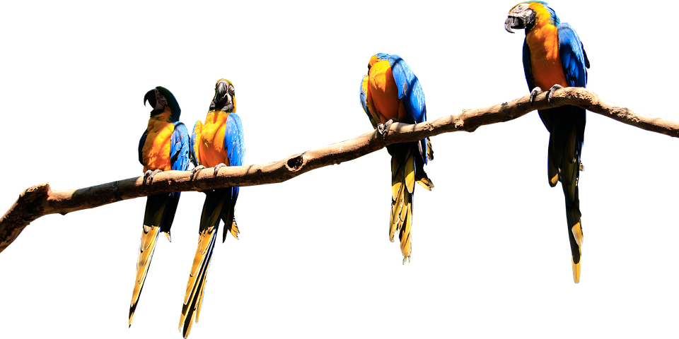 A Group Of Parrots On A Branch