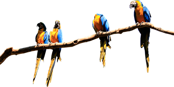 A Group Of Colorful Parrots On A Branch