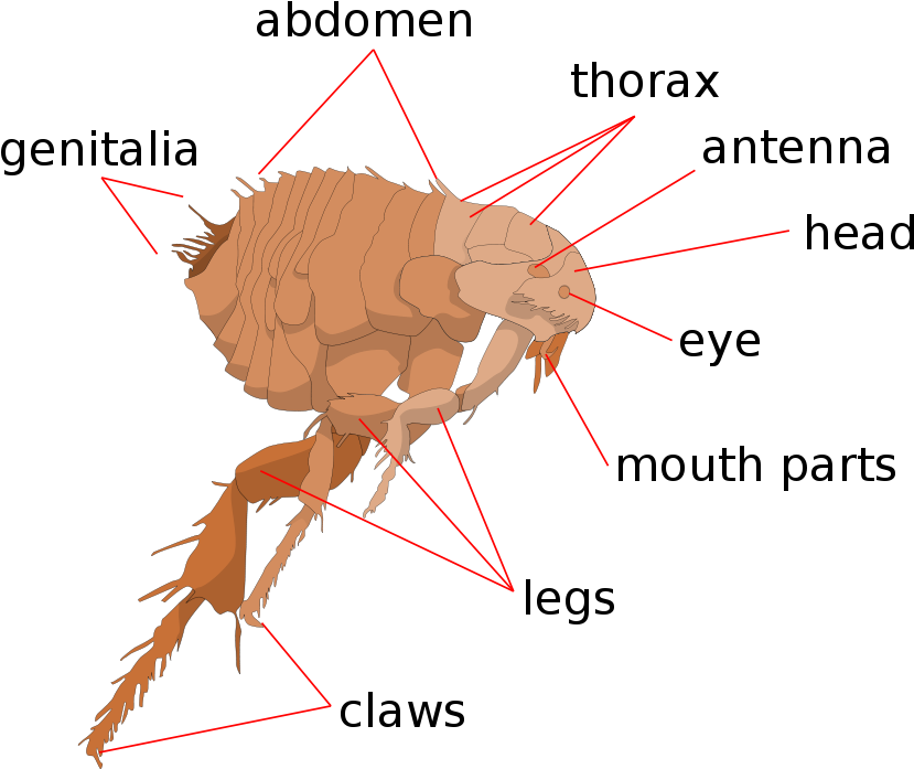 A Cartoon Of A Flea