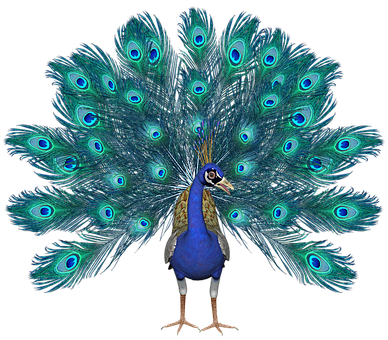 A Peacock With Its Tail Feathers Spread