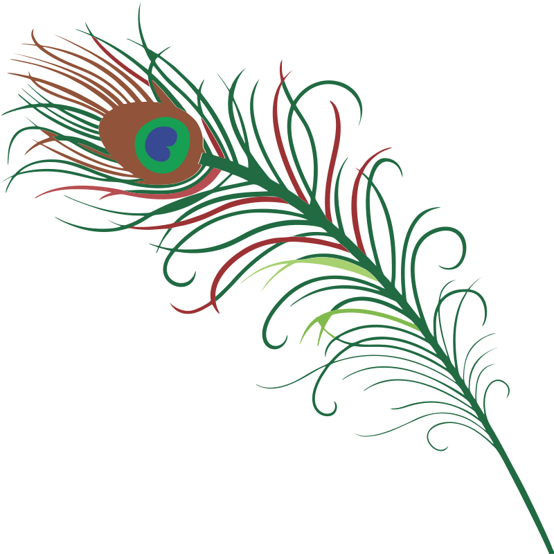 A Colorful Feather With A Peacock Feather
