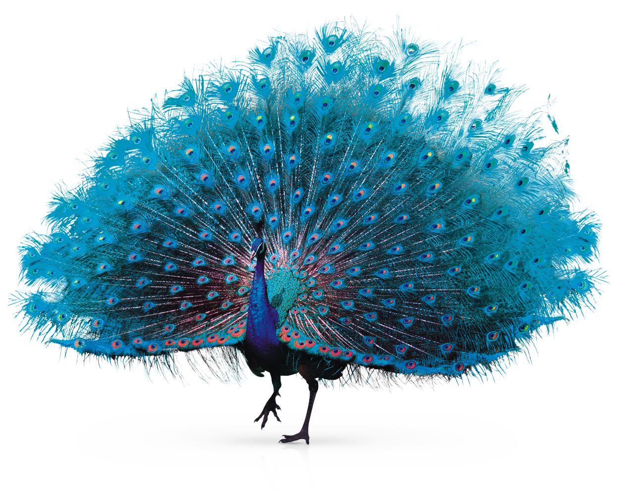 A Peacock With Its Tail Open