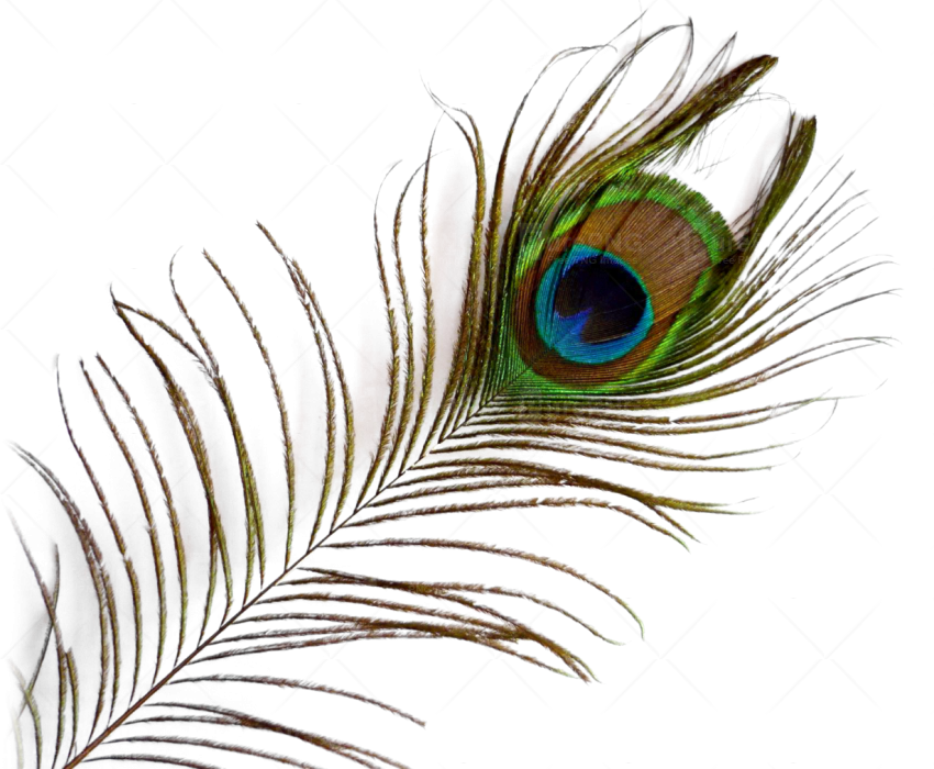 Free Peacock Feather PNG Images with Transparent Backgrounds - FastPNG.com