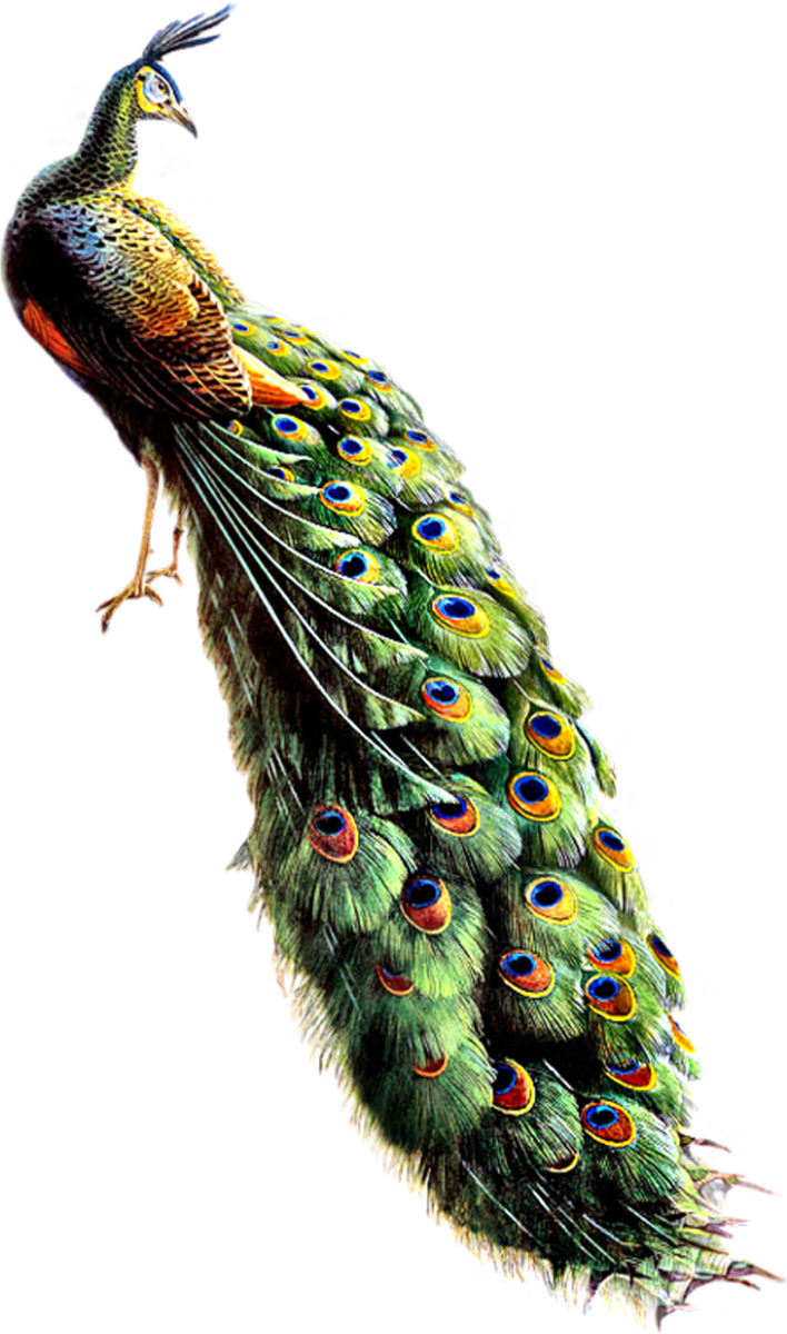 A Peacock With Colorful Feathers