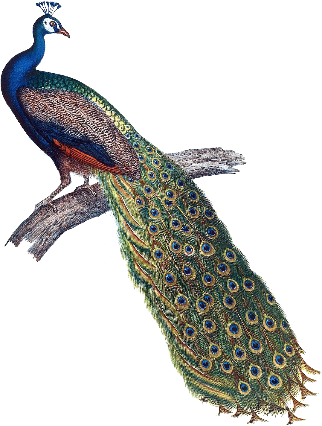 A Peacock On A Branch