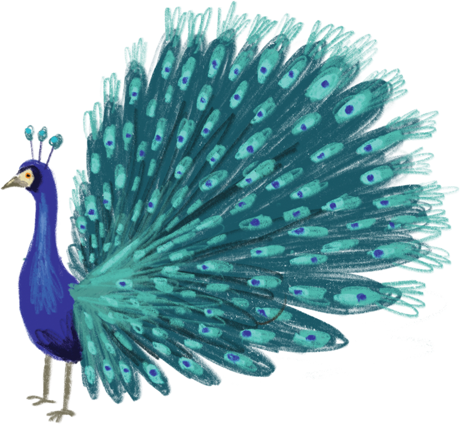 A Blue And Green Peacock With A Black Background