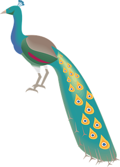 A Peacock With A Long Tail