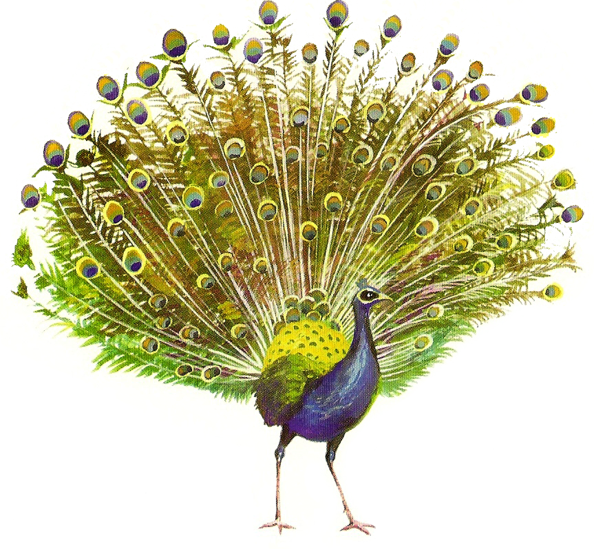 A Peacock With Its Tail Spread Out