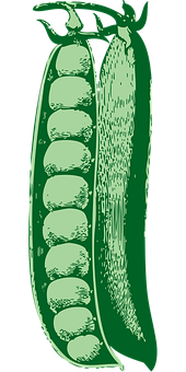 A Green Pea Pod With Many Peas In It