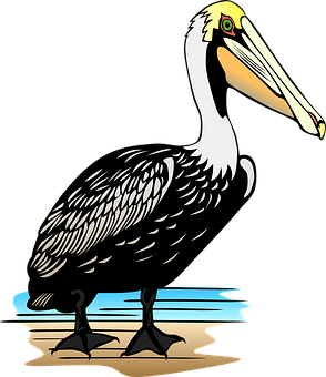 A Cartoon Of A Pelican