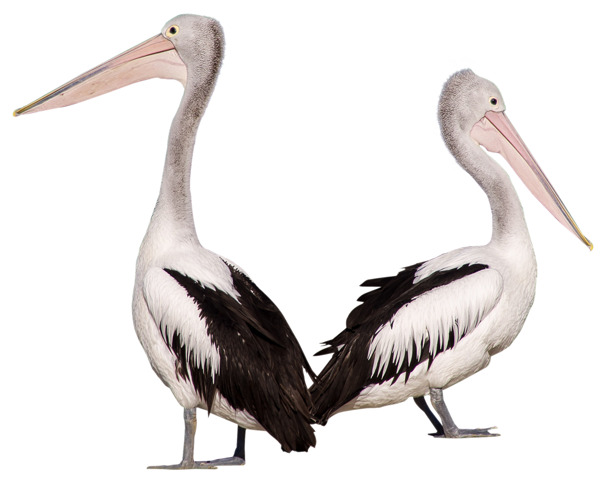 A Couple Of Pelicans With Long Beaks