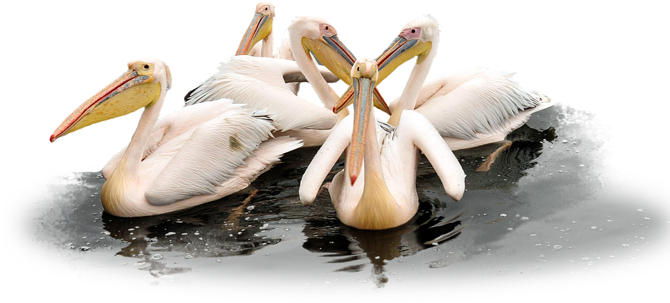 A Group Of White Birds With Long Beaks In Water