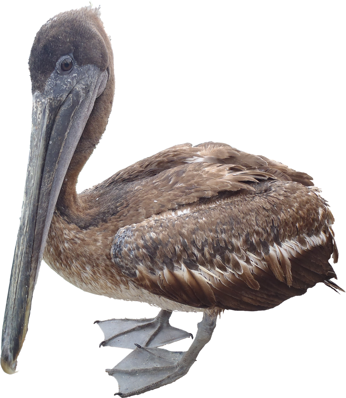 A Brown Bird With A Long Beak