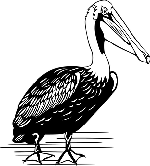 A Black And White Drawing Of A Pelican