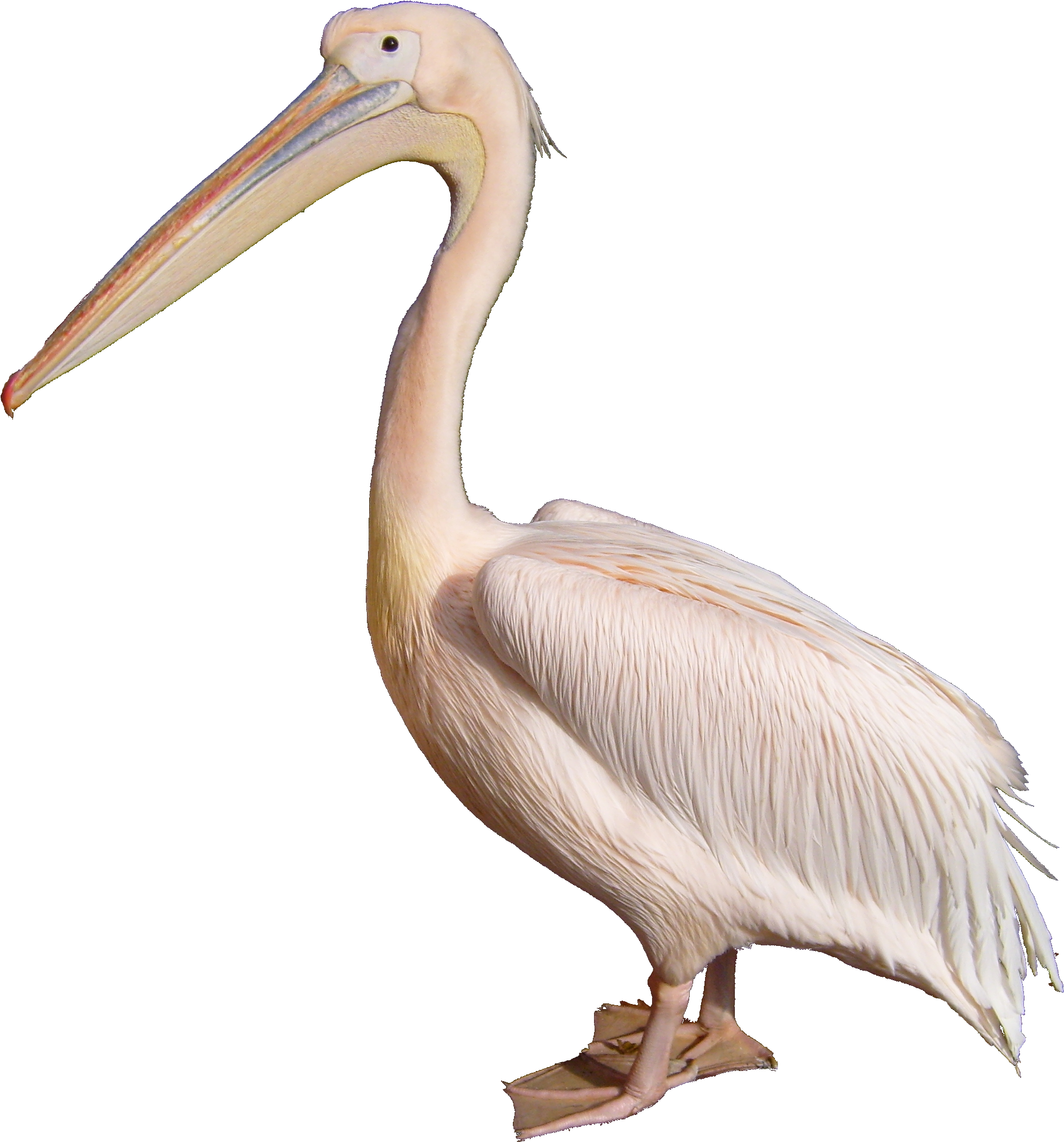 A White Bird With Long Beak