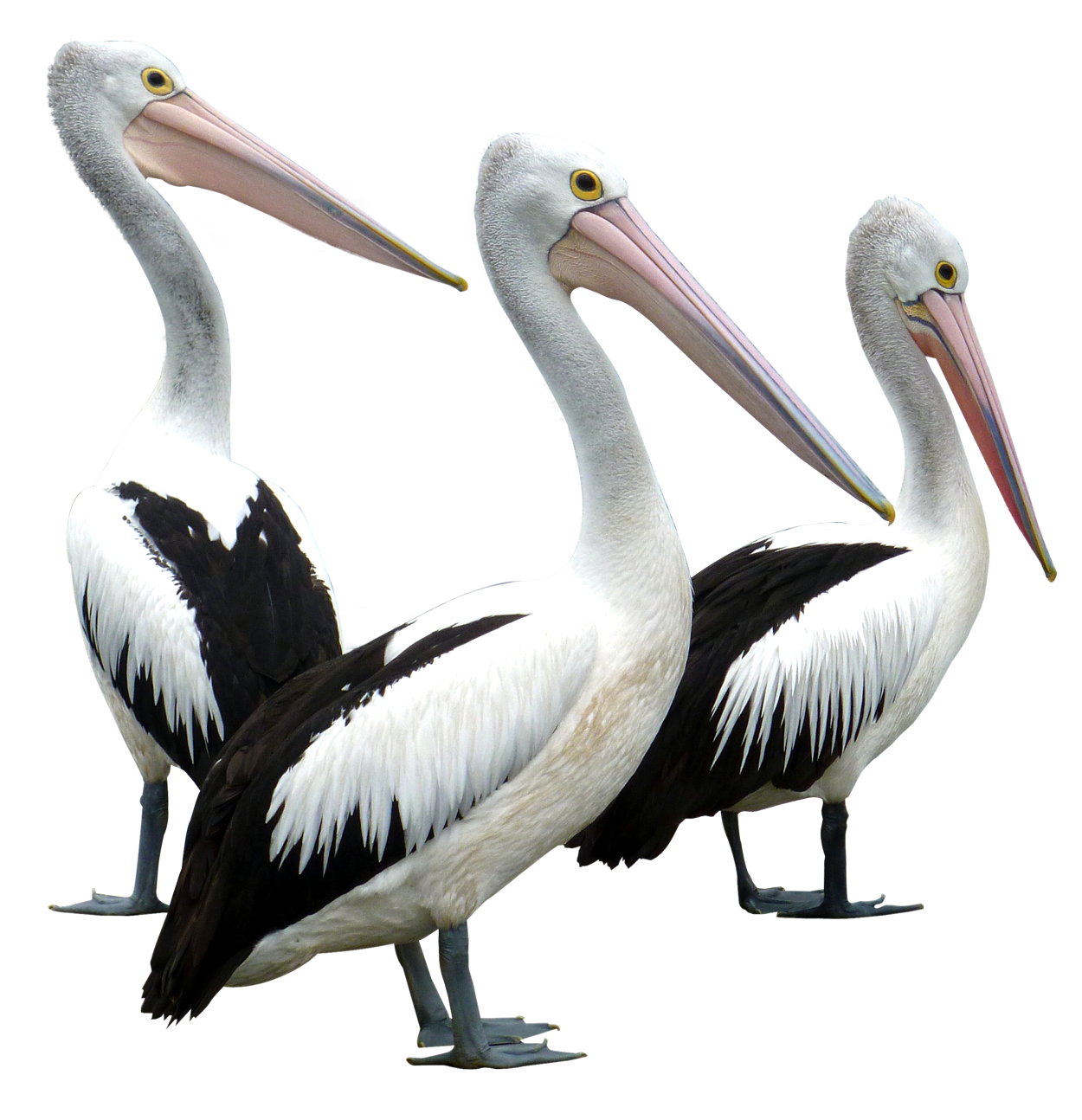 A Group Of Pelicans With Long Beaks