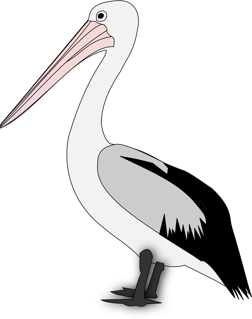 A Cartoon Of A Pelican