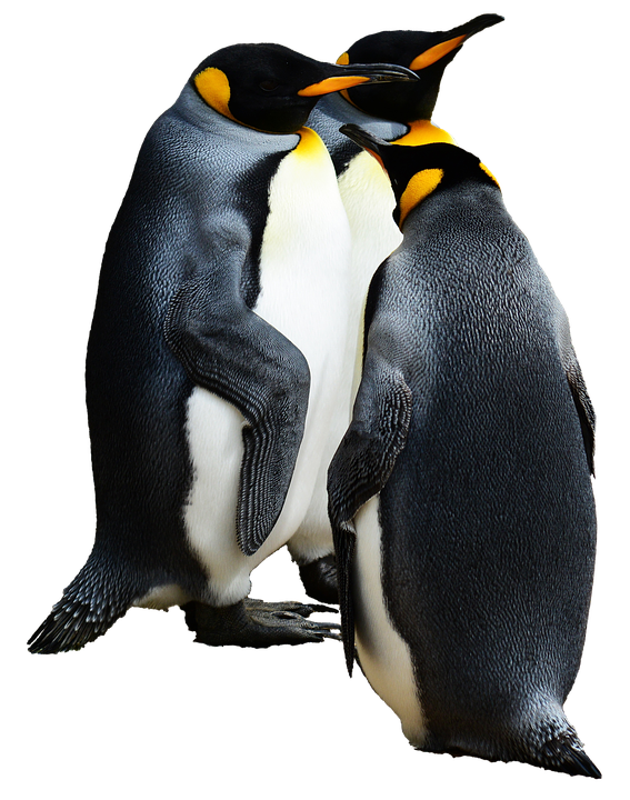 Two Penguins Standing Together