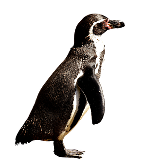 A Penguin Standing On A Rock