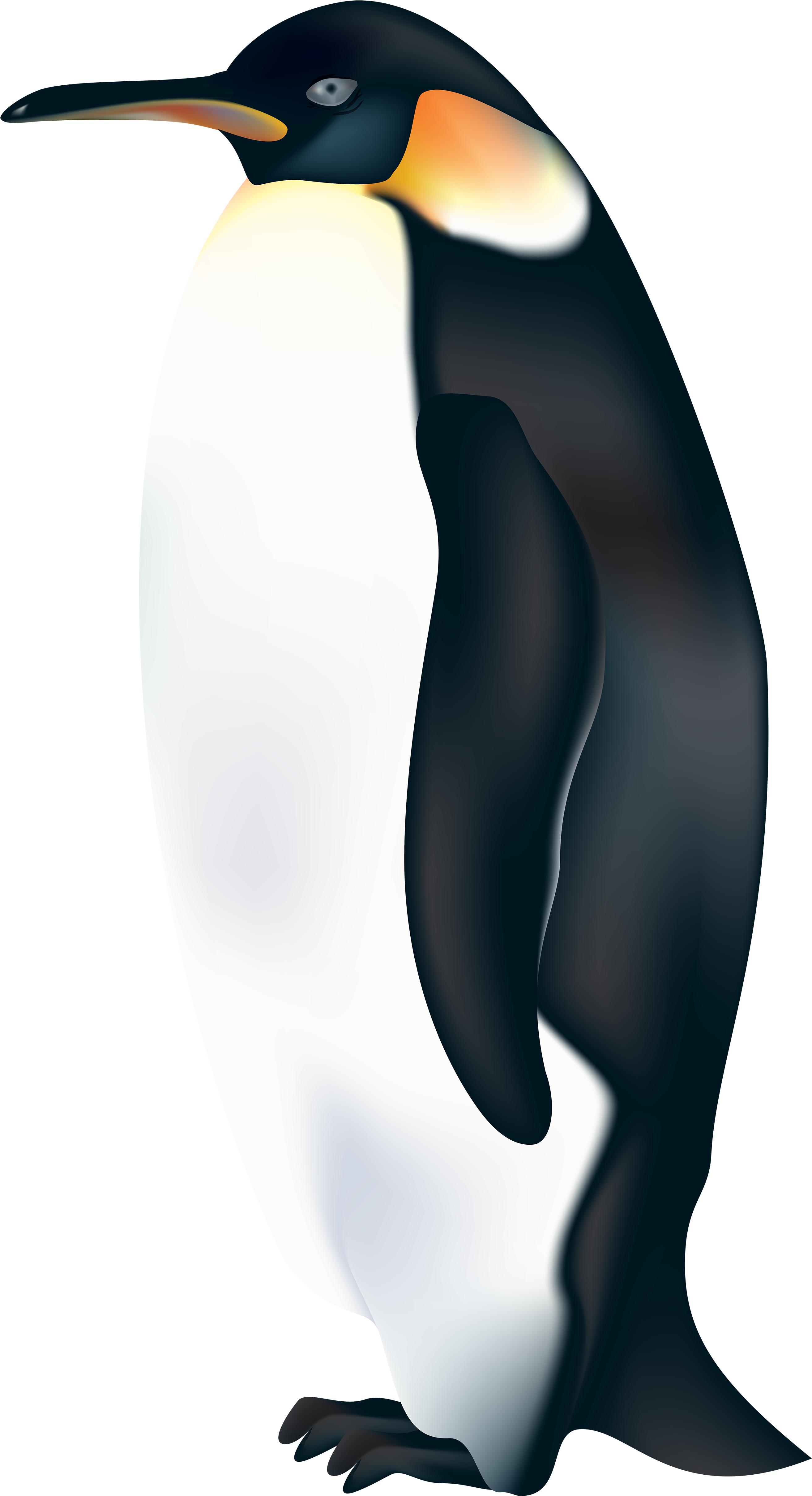 A Black And White Penguin